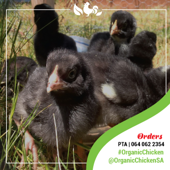 Potch koekoek Chickens – Organic Chicken