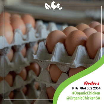 Potch koekoek Chickens – Organic Chicken