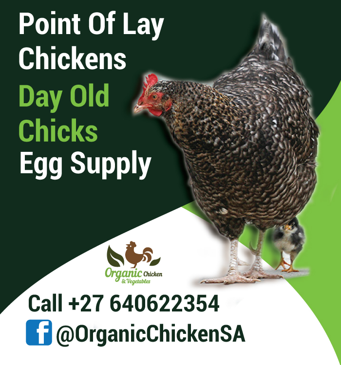 ChickesOrganic.co.za1